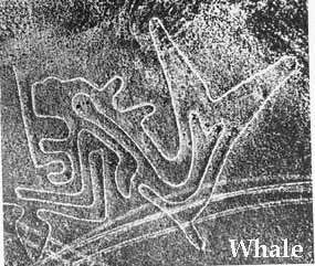 nazca whale